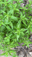 Parietaria pensylvanica