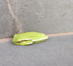 Boana prasina
