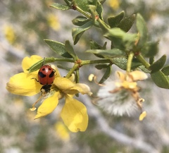 Hippodamia glacialis lecontei