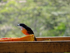 Capito maculicoronatus