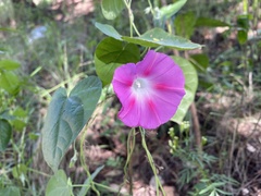 Ipomoea