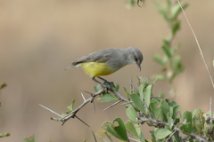 Eremomela icteropygialis