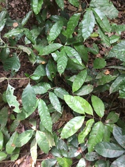 Saba