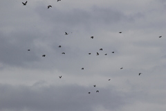 Columba pulchricollis