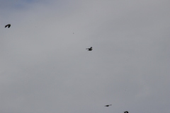 Columba pulchricollis