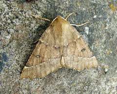 Odontopera bidentata