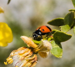 Hippodamia glacialis lecontei