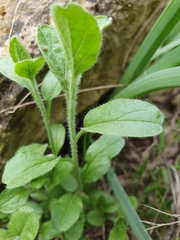 Magnoliopsida