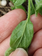 Magnoliopsida