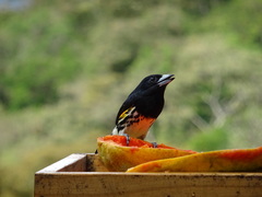 Capito maculicoronatus