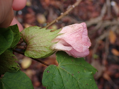 Gossypium hirsutum