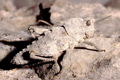 Prionosthenus galericulatus