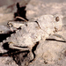 Prionosthenus galericulatus - Photo (c) Roberto Sindaco, algunos derechos reservados (CC BY-NC-SA), subido por Roberto Sindaco