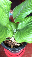 Hosta sieboldiana