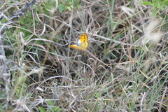 Colotis chrysonome