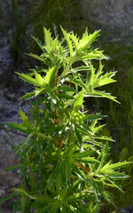 Cliffortia phillipsii