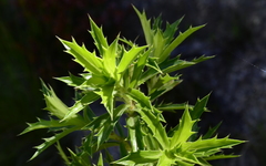 Cliffortia phillipsii