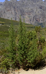 Cliffortia phillipsii