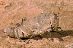 Eunapiodes