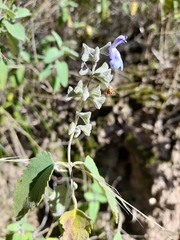 Salvia cuspidata