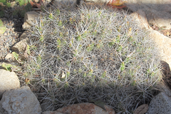 Maihueniopsis archiconoidea