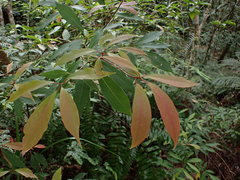 Machilus japonica