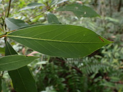 Machilus japonica