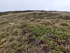 Arctostaphylos cruzensis
