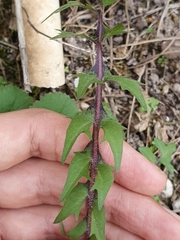 Hyoseris radiata