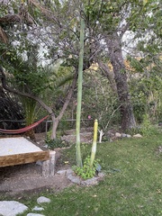 Trichocereus macrogonus