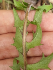 Hyoseris radiata