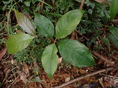 Lasianthus formosensis