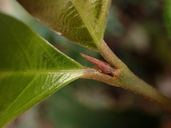 Lasianthus formosensis