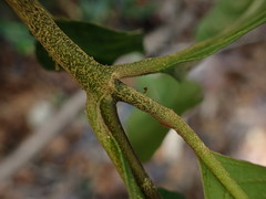 Lasianthus formosensis