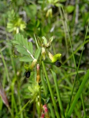 Vicia melanops