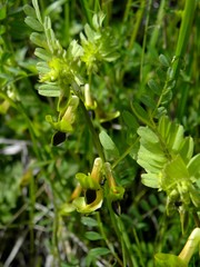 Vicia melanops