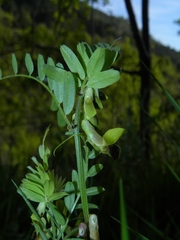 Vicia melanops