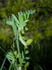 Vicia melanops