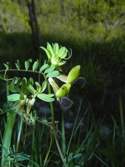 Vicia melanops