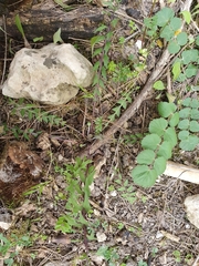Hyoseris radiata