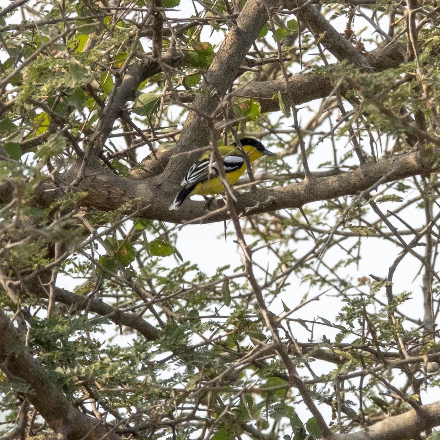 Marshall's Iora (Aegithina nigrolutea), photo 3
