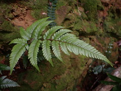 Dryopteris sordidipes