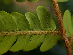 Dryopteris sordidipes