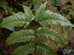 Dryopteris sordidipes