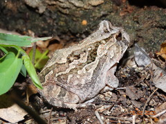 Proceratophrys cristiceps