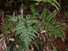 Dryopteris sordidipes