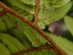 Dryopteris sordidipes