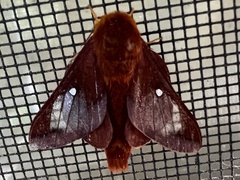 Anisota pellucida