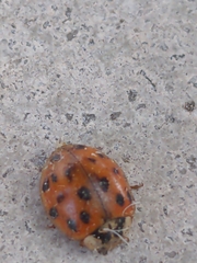Harmonia axyridis