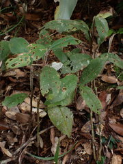 Ardisia villosa